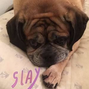 Meet your Posher, Brandon